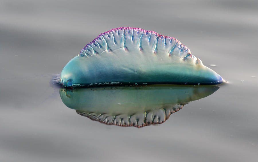 Atlantic Portuguese Man O War by Ivan Kuzmin Atlantic Portuguese Man O War by Ivan Kuzmin