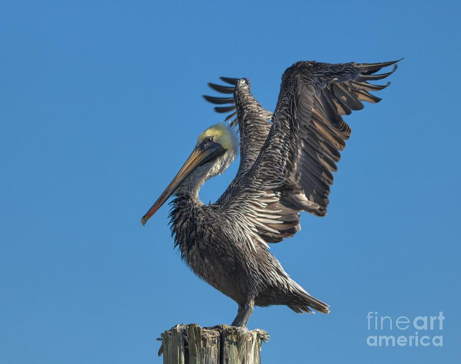 Pelican Wings Coffee Mug by Paulette Thomas - Pixels