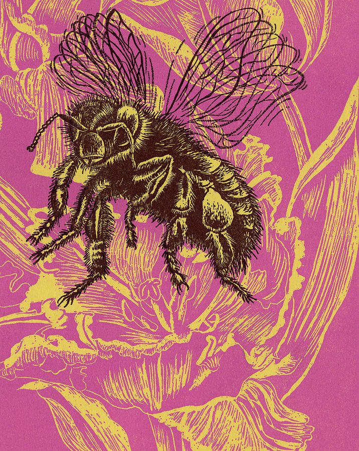 Vintage Drawing - Bee #15 by CSA Images