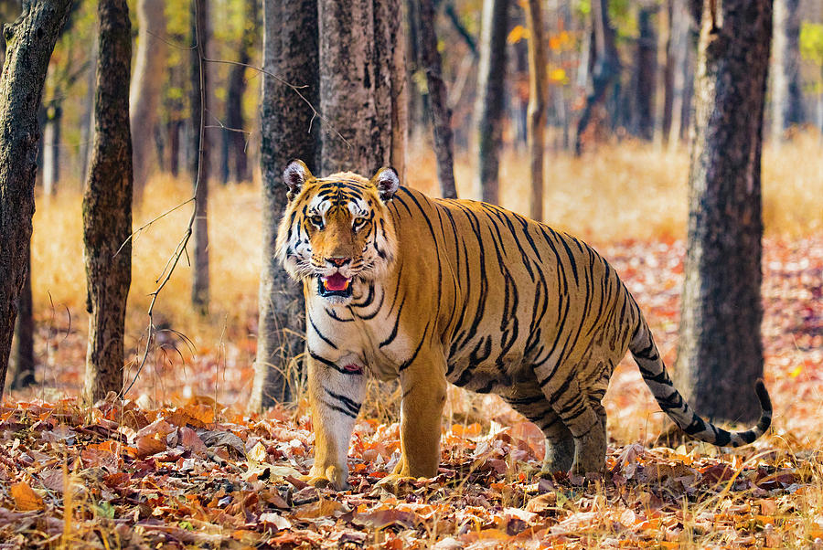 Bengal tiger (Panthera tigris tigris)