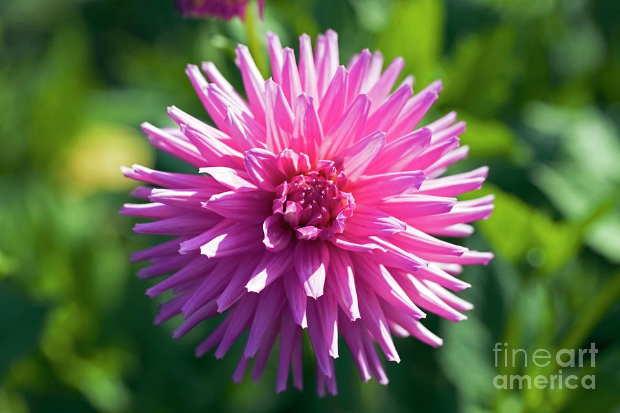 Summer Photograph - Dahlia Flowers #15 by Dr Keith Wheeler/science Photo Library