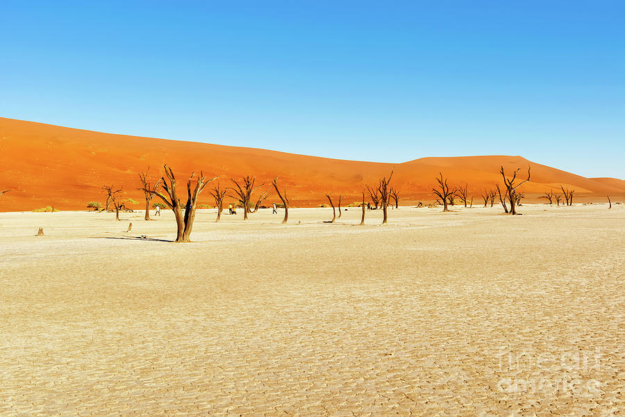 Dead Vlei near Sesriem in Namibia by Marek Poplawski Dead Vlei near Sesriem in Namibia by Marek Poplawski