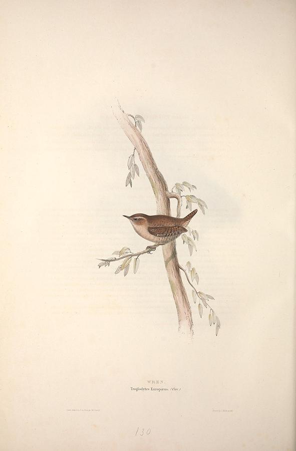 Nature Painting - Different types of birds illustrated by Charles Dessalines D Orbigny 1806-1876 21 #15 by Celestial Images