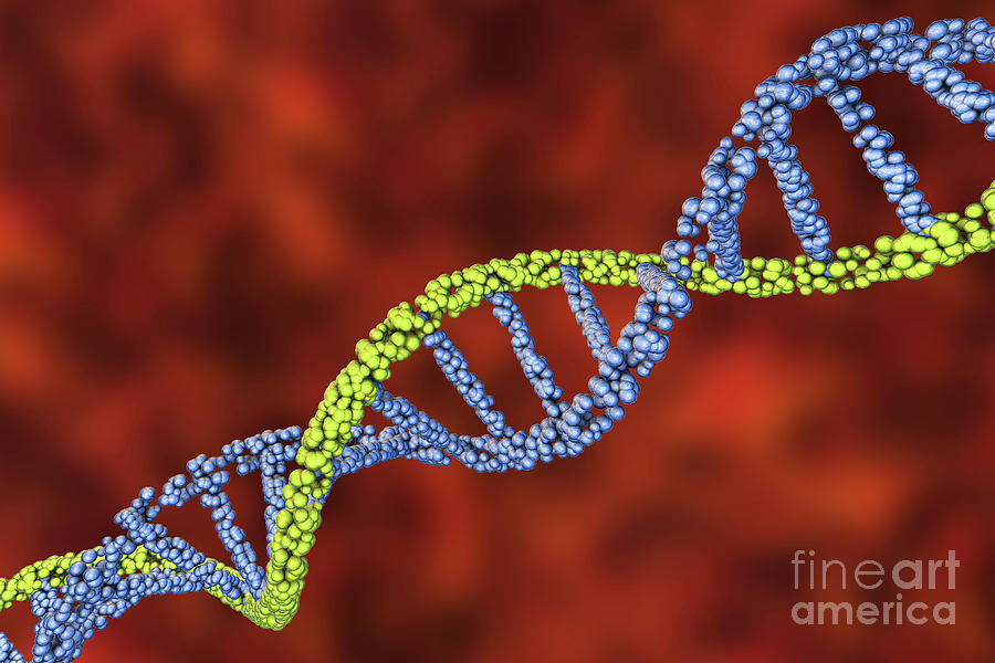 Dna Molecule Photograph by Kateryna Kon/science Photo Library - Fine ...