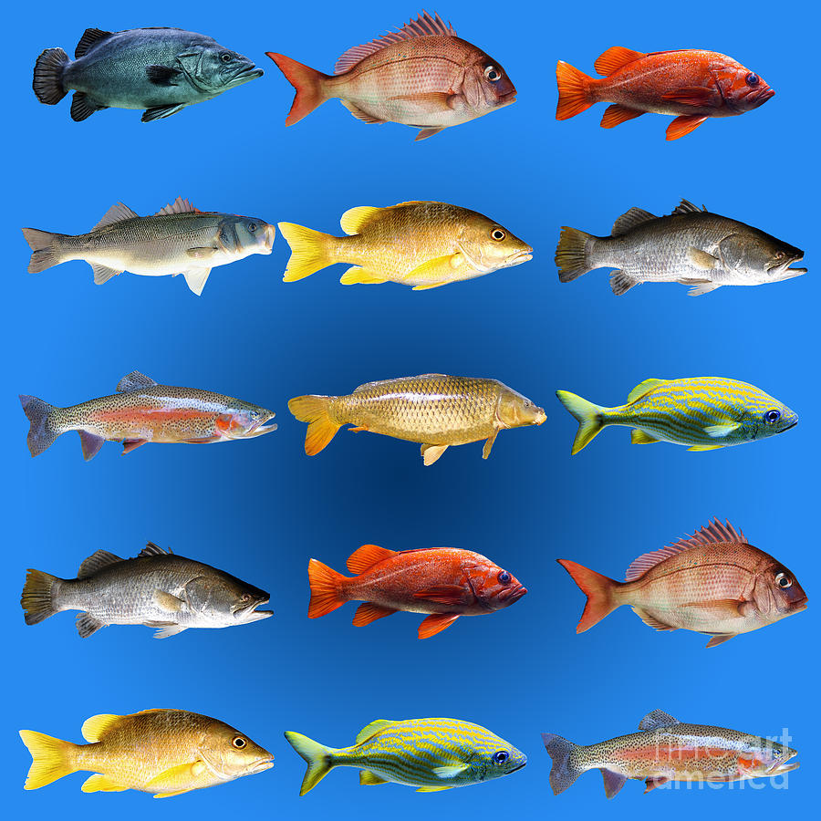 15 Fish In A Chart W5 Photograph by Humorous Quotes - Fine Art America