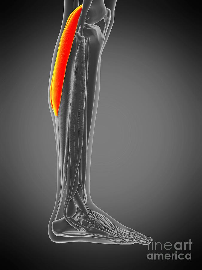 Gastrocnemius Muscle #15 Photograph by Sebastian Kaulitzki/science Photo Library