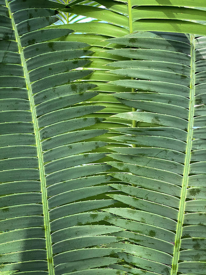 Green Tropical Plants In Jungle Garden Close Up Of Leaves Photograph by ...