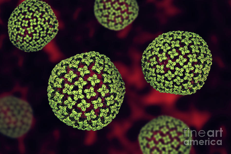 Hantavirus Particles Photograph By Kateryna Kon Science Photo Library Pixels