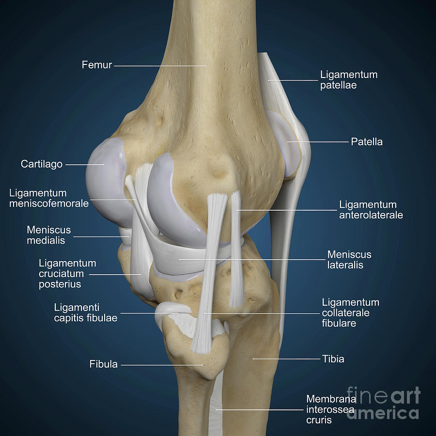 Human Knee #15 Photograph by Simone Alexowski / Science Photo Library