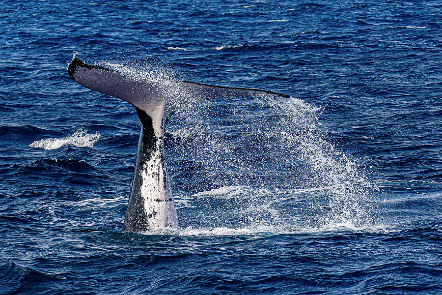 Humpback Whale Megaptera Novaeangliae #15 Photograph by Bruce Shafer