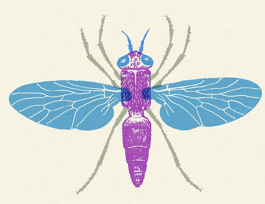 Vintage Drawing - Insect #15 by CSA Images