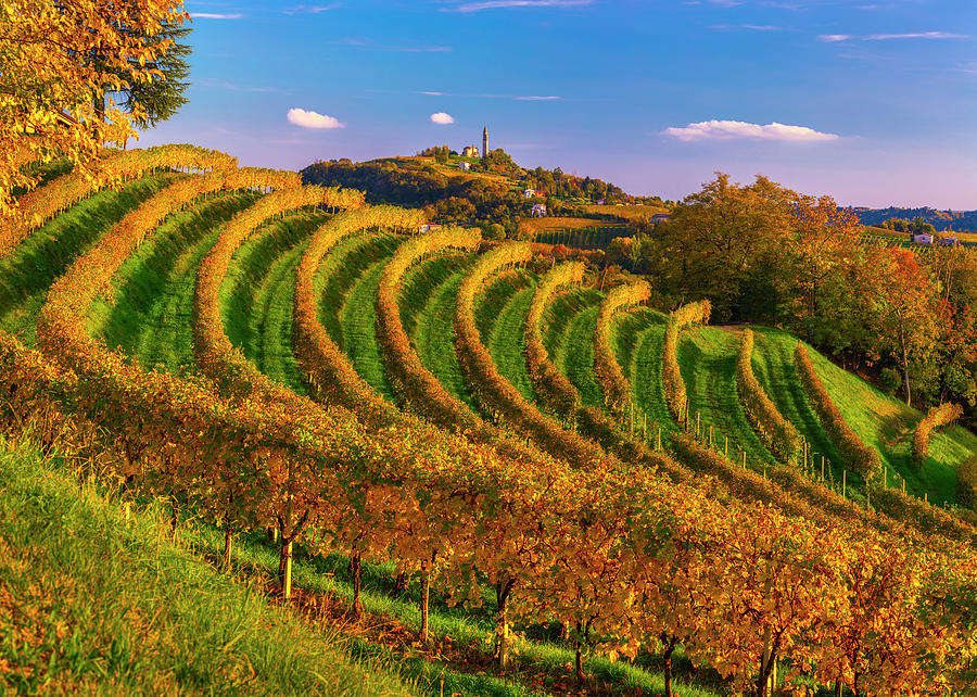 Italy Veneto Treviso District Prosecco Road Prosecco Hills   15 Italy Veneto Treviso District Prosecco Road Prosecco Hills Vittorio Veneto Prosecco Autumn Vineyards With The Hill And The Church Of Formeniga At The Bottom Olimpio Fantuz 