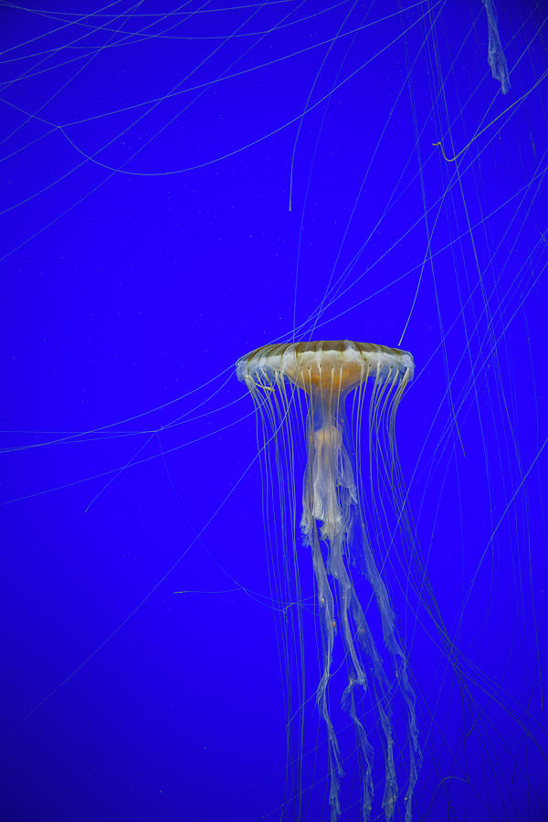Japanese Jellyfish #15 Photograph by Kenny Thomas
