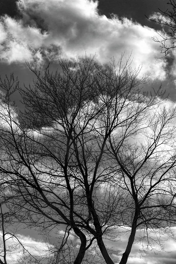 Late Afternoon Clouds Sky and Trees #15 Photograph by Robert Ullmann