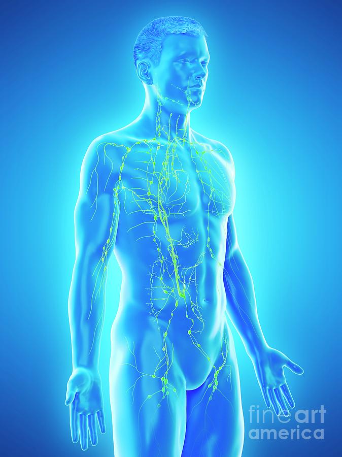 Lymphatic System Photograph By Sebastian Kaulitzkiscience Photo Library Pixels 6423