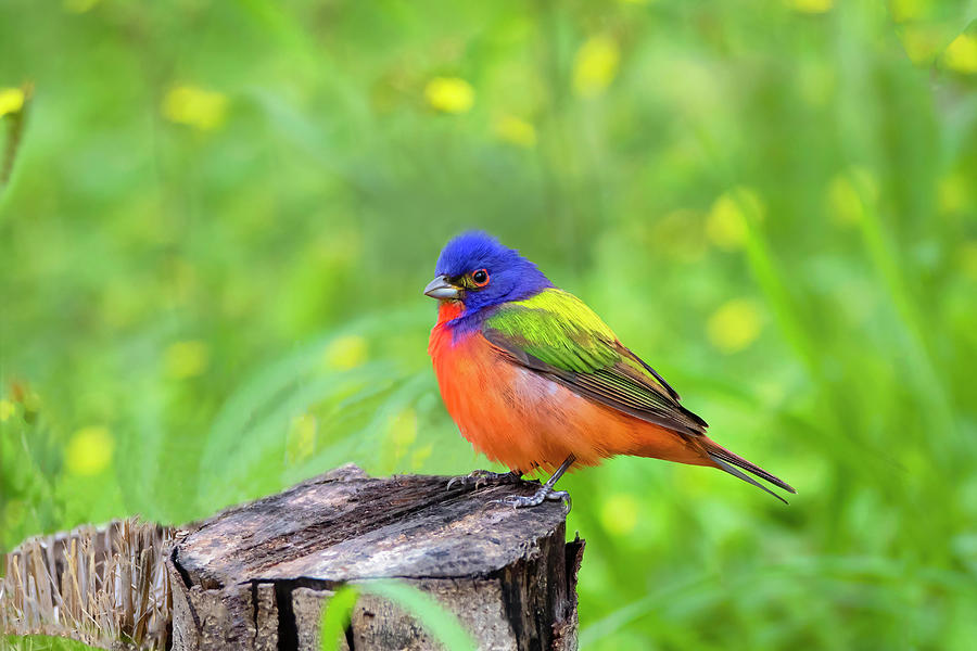 Painted Bunting (passerina Ciris Photograph By Larry Ditto - Fine Art ...