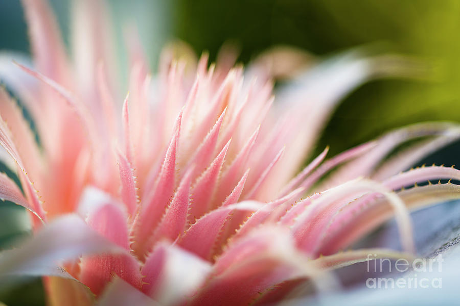 Pink Bromeliad Flower #15 Photograph by Raul Rodriguez
