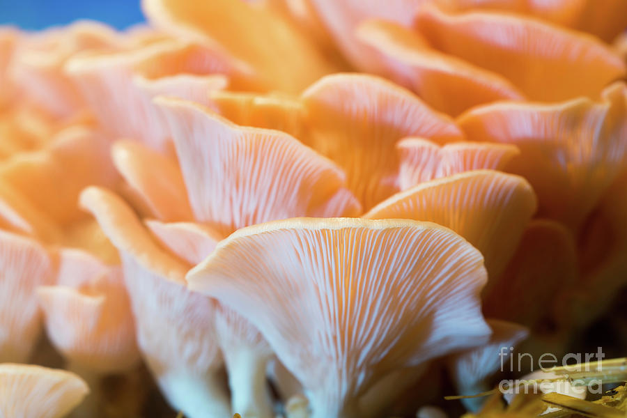 Pink Oyster Mushrooms #15 Photograph by Wladimir Bulgar/science Photo Library