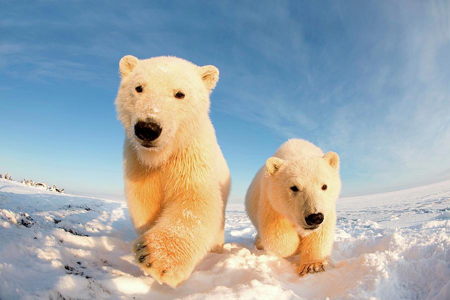 Polar Bear, Ursus Maritimus, Fish Eye Photograph by Steven Kazlowski ...