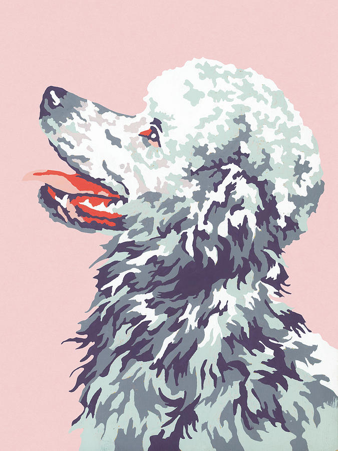 Vintage Drawing - Poodle #15 by CSA Images