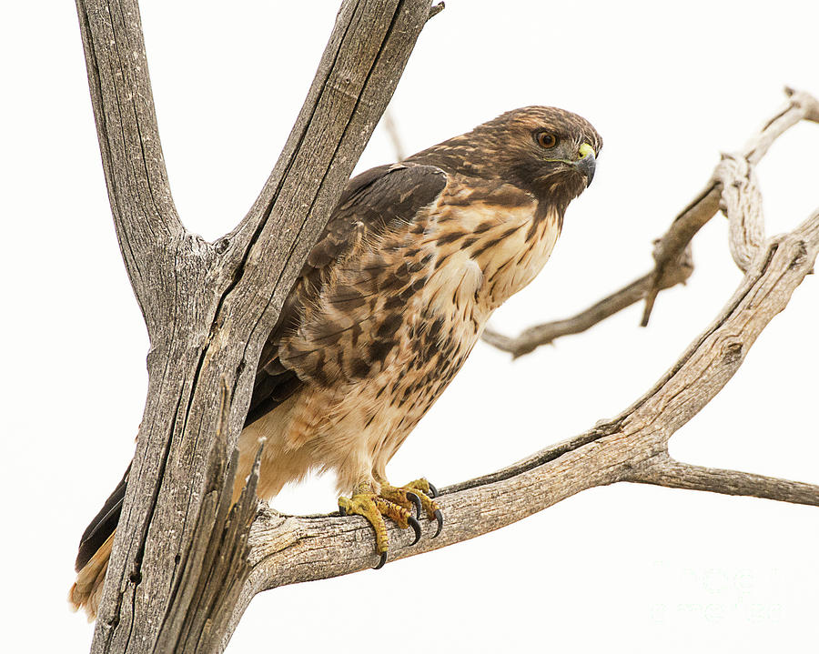 Red Tailed Hawk