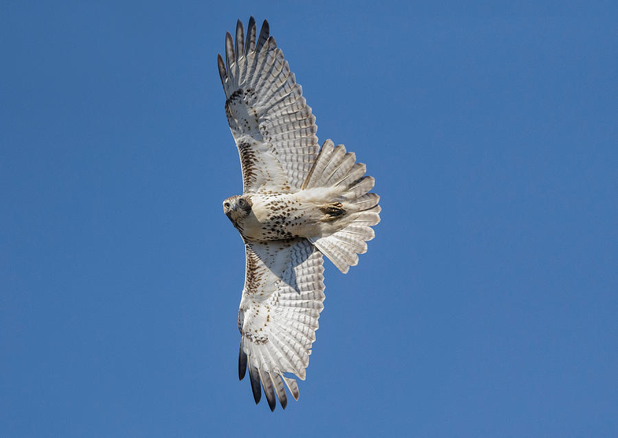 Red-tailed Hawk #15 Photograph by James Zipp