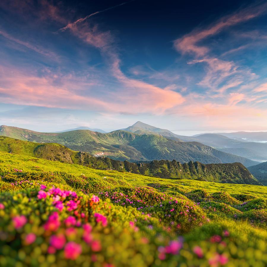 Summer Photograph - Rhododendron Flowers Covered Mountains #15 by Ivan Kmit