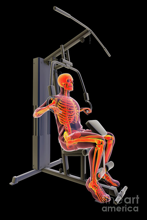 Man Photograph - Skeleton Training On A Hammer Strength Machine #15 by Kateryna Kon/science Photo Library