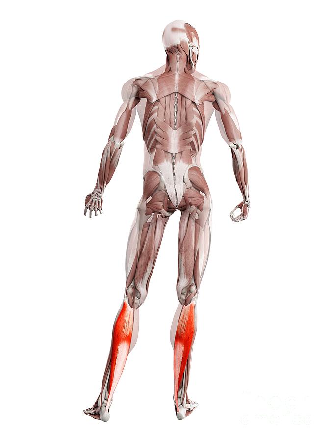 Soleus Muscle Photograph by Sebastian Kaulitzki/science Photo Library