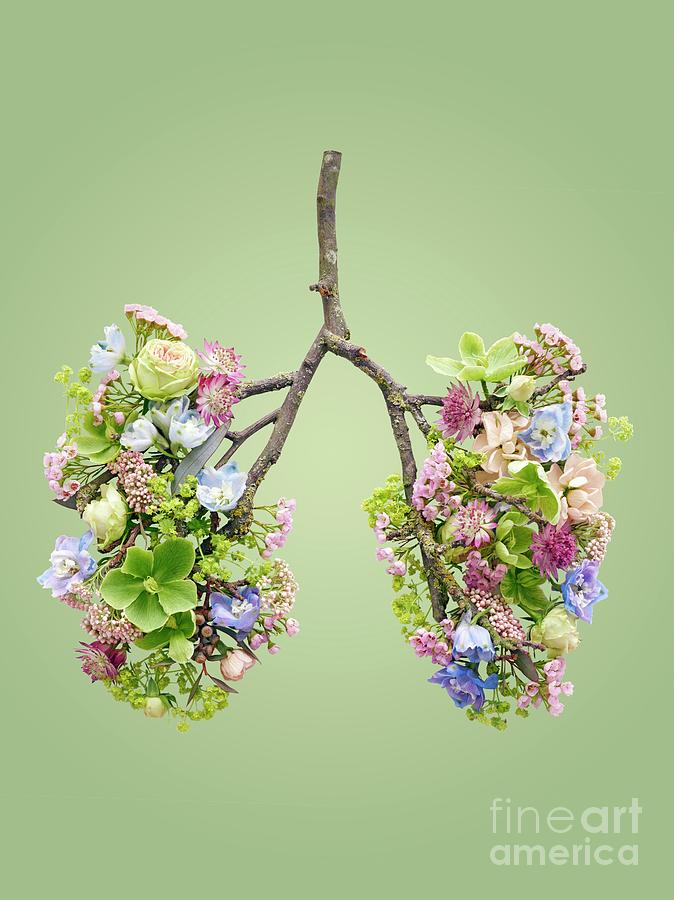 Spring Flowers Representing Human Lungs #15 Photograph by Science Photo Library
