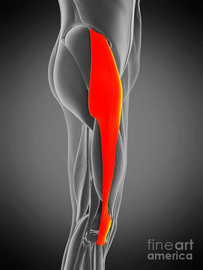 Tensor Fascia Lata Muscle #15 by Sebastian Kaulitzki/science Photo Library