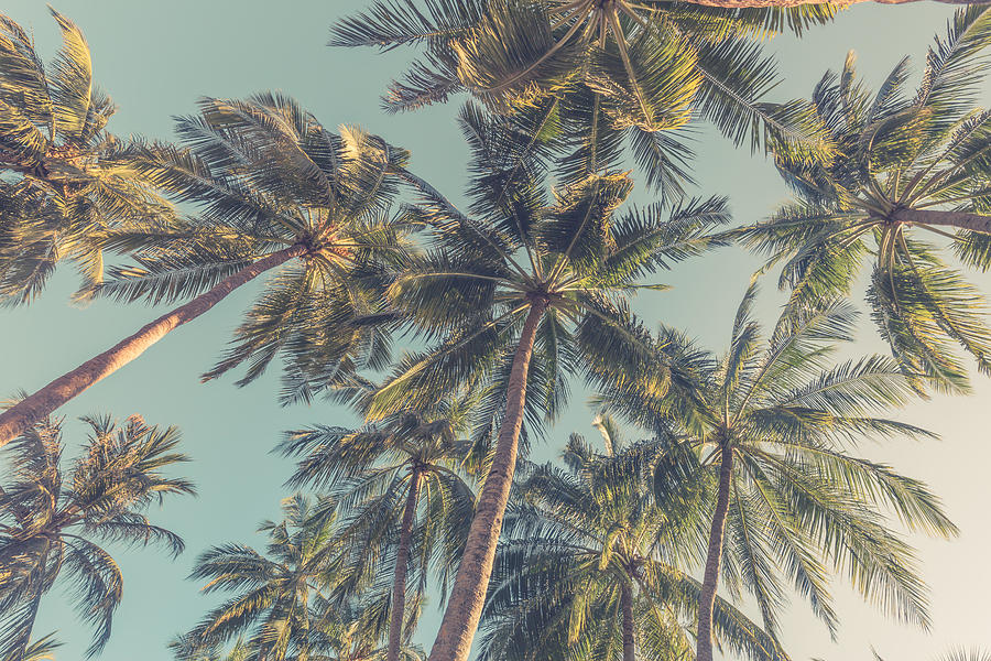 Tropical Trees Background Concept. Palm Photograph by Levente Bodo ...