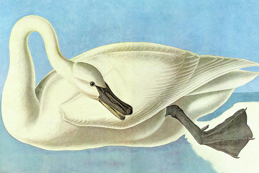 Trumpeter Swan #15 Painting by John James Audubon