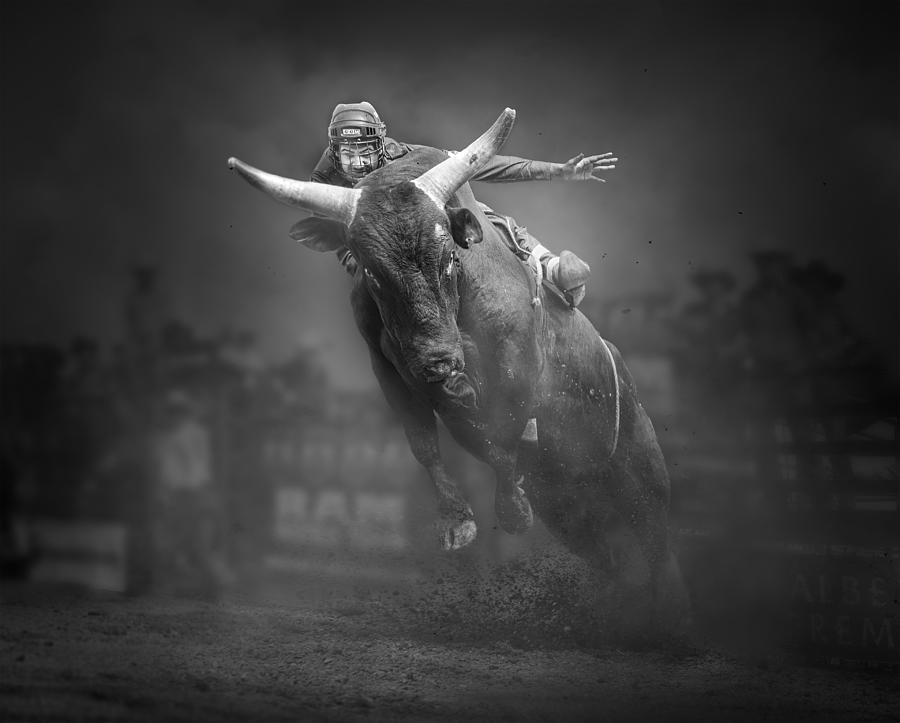 Bull Photograph - Untitled #15 by Little7