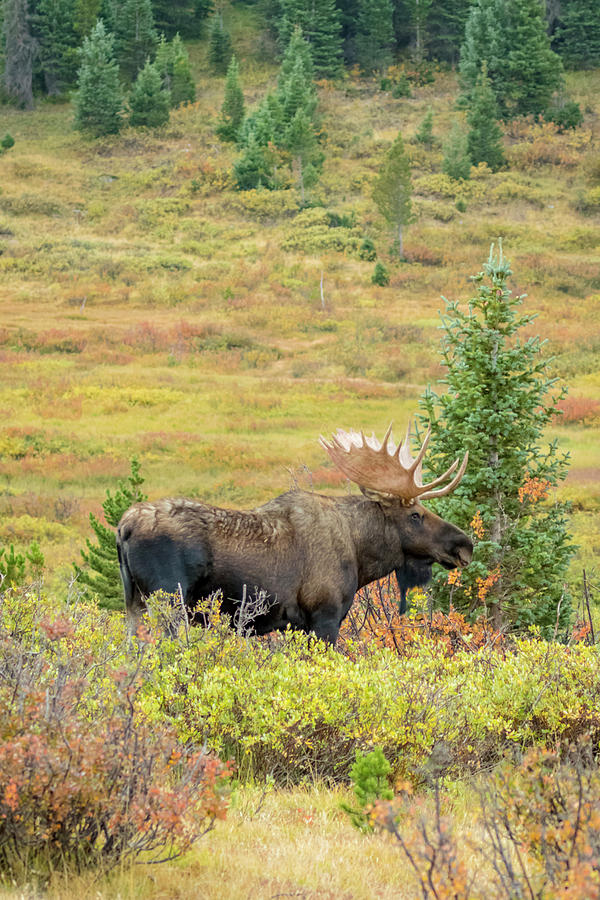 Moose Photograph - USA, Colorado, Cameron Pass #15 by Jaynes Gallery