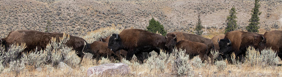 Buffalo Photograph - USA, Wyoming, Yellowstone National #15 by Cindy Miller Hopkins