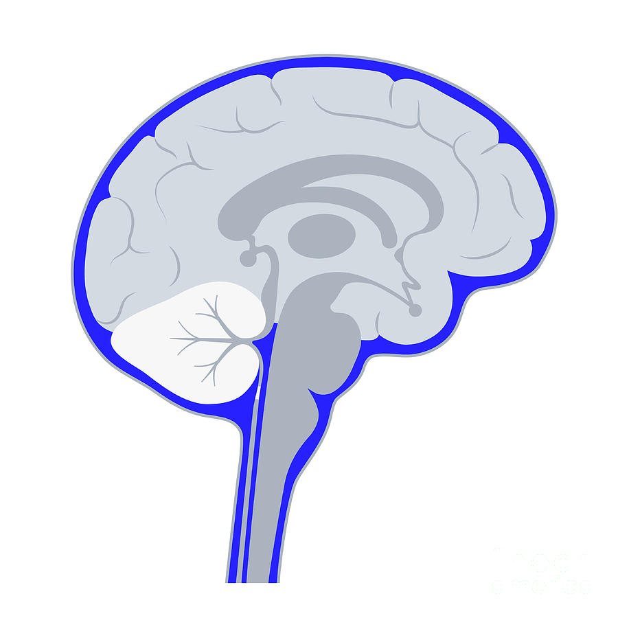 Ventricular System Photograph by Pikovit / Science Photo Library - Fine ...