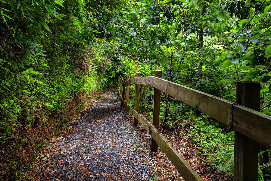 Yunque Natl Forest, Puerto Rico #15 Digital Art by Claudia Uripos