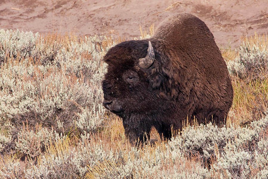 1500 Yellowstone Bison Photograph by Steve Sturgill