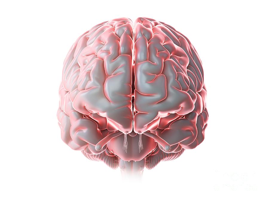 Human Brain #151 Photograph by Sebastian Kaulitzki/science Photo Library