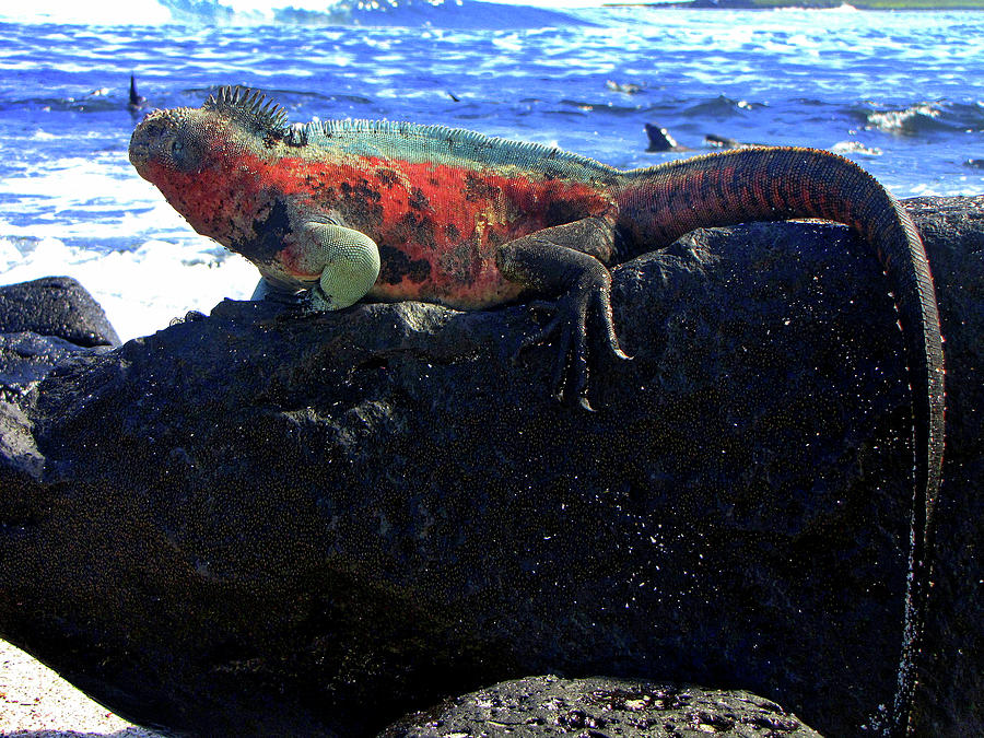 Galapagos Islands Ecuador #152 Photograph by Paul James Bannerman