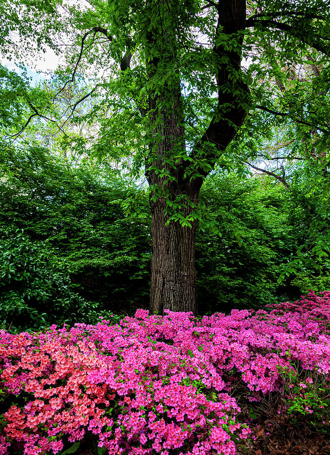 Spring Flowers #152 Photograph by Robert Ullmann