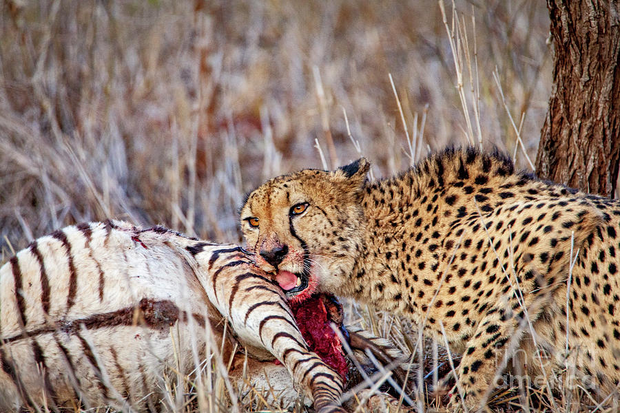 1548 Feeding Cheetah Photograph by Steve Sturgill