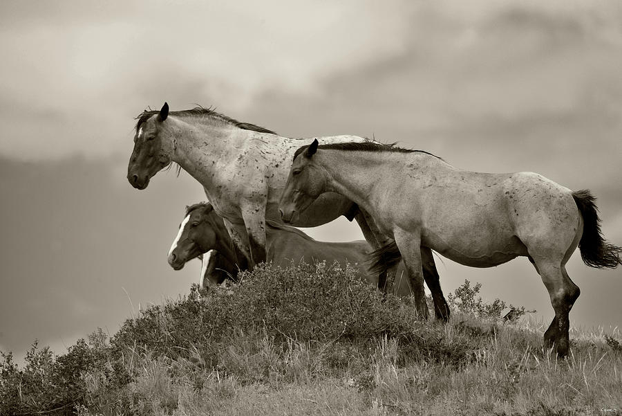 Animal Photograph - 1558mustangs-2016-b&w by Gordon Semmens