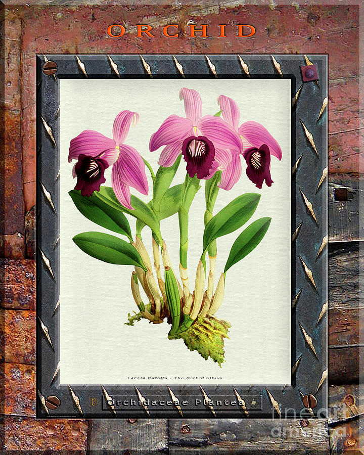 Orchid Framed On Weathered Plank And Rusty Metal Mixed Media