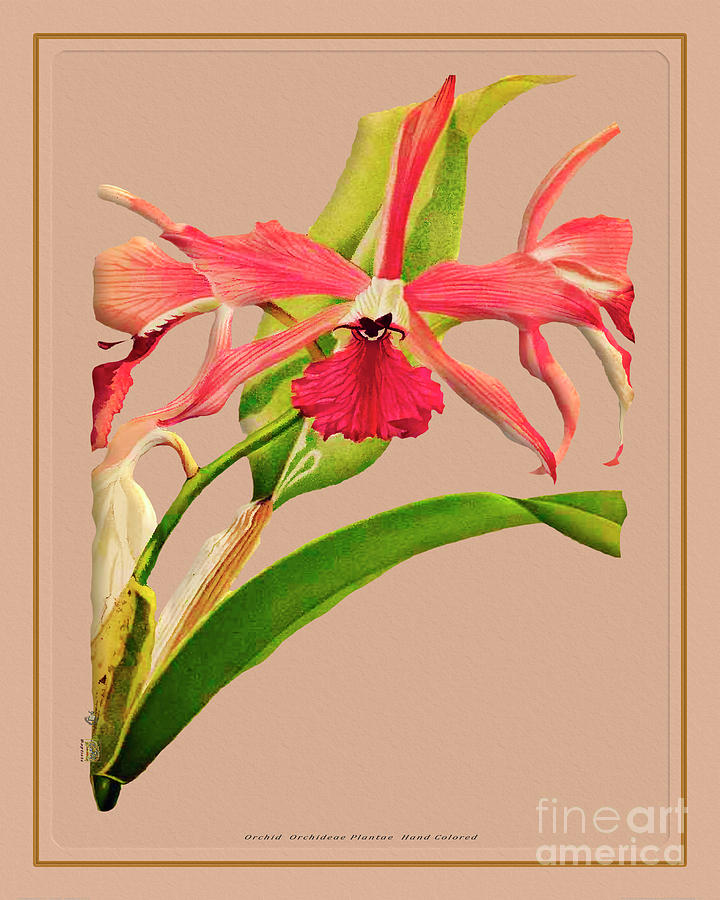 Orchid Flower Orchideae Plantae Flora Painting