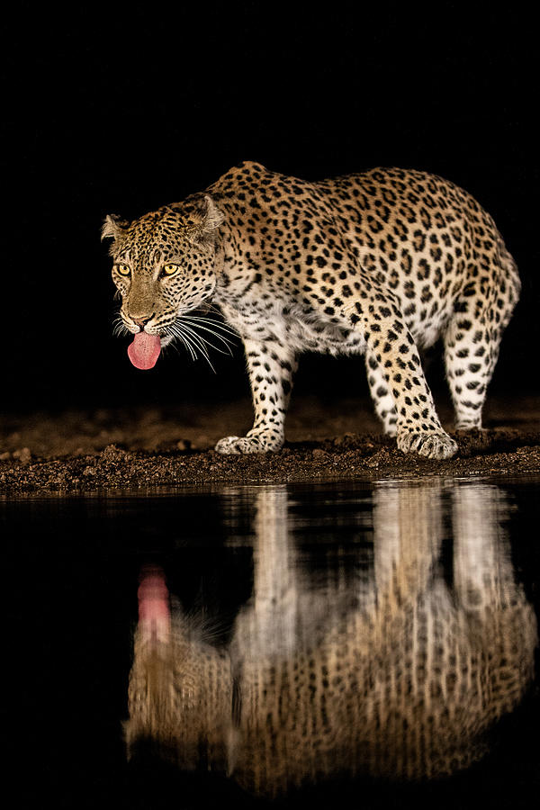 Wildlife Photograph -  #16 by Amnon Eichelberg