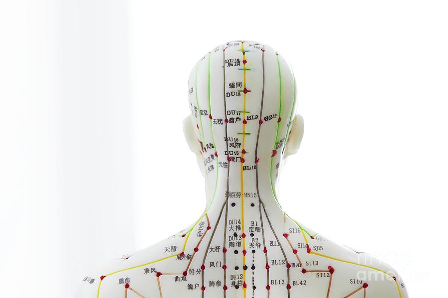 Acupuncture Model Photograph By Science Photo Library - Pixels