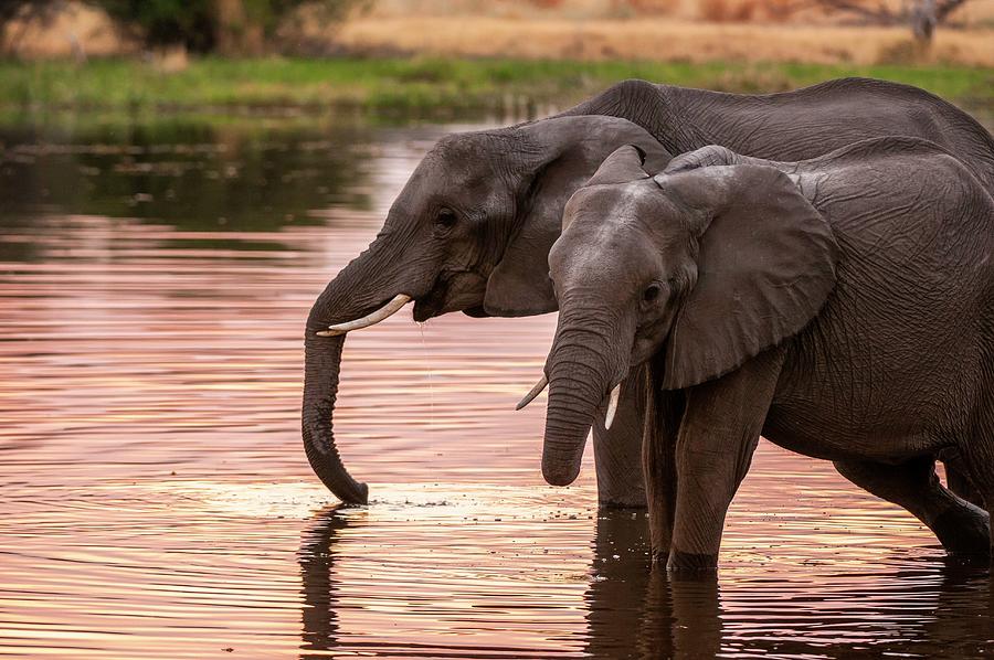 African Elephant In Botswana #16 Digital Art by Jacana Stock