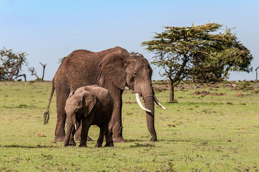 African Elephant In Kenya #16 Digital Art by Jacana Stock
